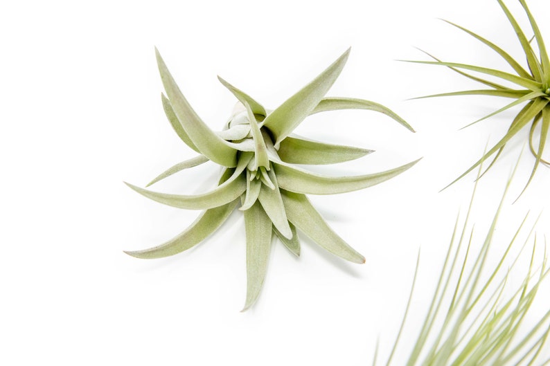 12 Air Plants Wholesale The Elegant Collection Set of 12 Air Plants Fast FREE Shipping 30 Day Guarantee Air Plants Bulk image 4