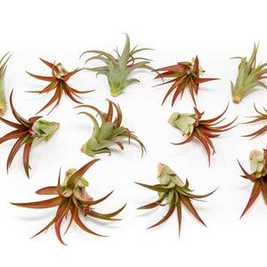 May include: An overhead shot of several air plants, showcasing their unique forms and colors. The plants have green and reddish-brown leaves, with a few displaying a light green hue. They are arranged on a white surface.