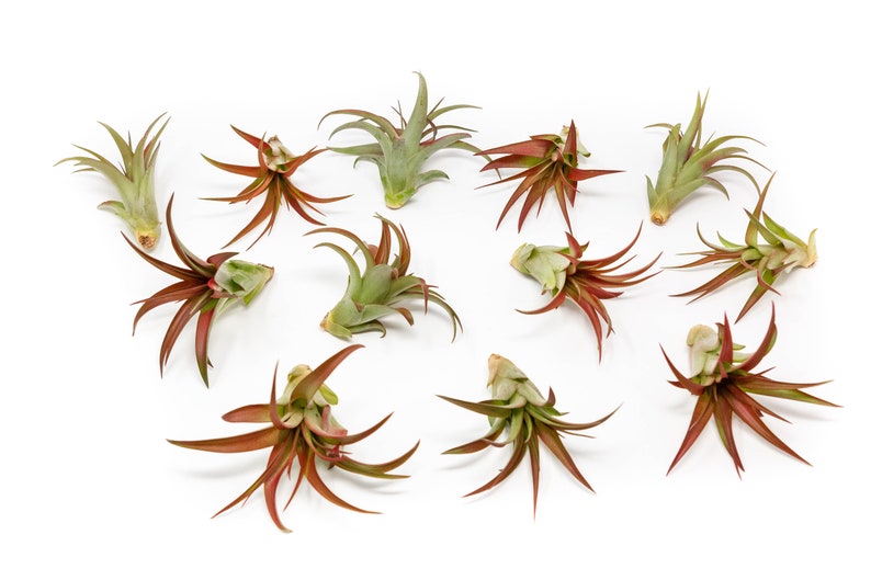 Packs of 25, 50, 75, or 100 Air Plants Wholesale Red Abdita Air Plant Fast FREE Shipping 30 Day Guarantee Air Plants Bulk image 1