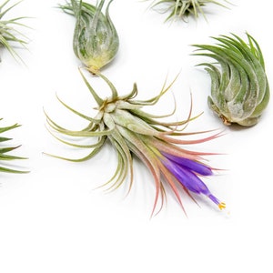 May include: A collection of air plants, also known as tillandsia, with one plant in bloom. The blooming plant has a purple flower with a yellow center. The air plants are arranged on a white background.