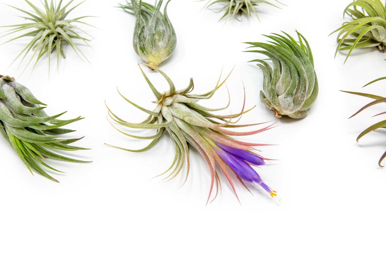 May include: A collection of air plants, also known as tillandsia, with one plant in bloom. The blooming plant has a purple flower with a yellow center. The air plants are arranged on a white background.