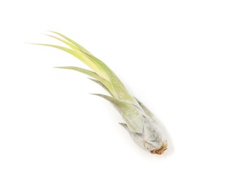 Packs of 25, 50, 75, or 100 - Air Plants Wholesale - Large Circinata 'Paucifolia' Air Plants - Fast FREE Shipping - 30 Day Guarantee