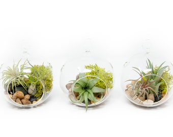 Hanging Air Plant Terrariums - Set of 3 Stunning Glass Terrariums with Five Air Plants - Fast FREE Shipping - 30 Day Guarantee