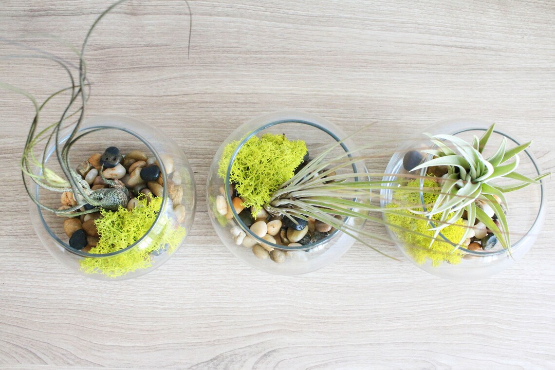 Glass Bowl Terrariums With Air Plants Juncea Etsy