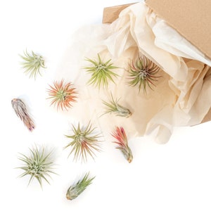 Packs of 25, 50, 75, or 100 - Air Plants Wholesale - Ionantha Variety - Fast FREE Shipping - 30 Day Guarantee - Air Plants Bulk