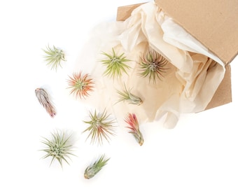 Packs of 25, 50, 75, or 100 - Air Plants Wholesale - Ionantha Variety - Fast FREE Shipping - 30 Day Guarantee - Air Plants Bulk