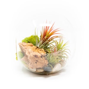 K&ouml;nnte beinhalten: Ein gl&auml;sernes Terrarium mit verschiedenen Luftpflanzen, Moos und kleinen Steinen. Die Luftpflanzen sind gr&uuml;n, rot und pink.
