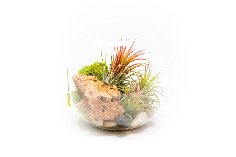K&ouml;nnte beinhalten: Ein gl&auml;sernes Terrarium mit verschiedenen Luftpflanzen, Moos und kleinen Steinen. Die Luftpflanzen sind gr&uuml;n, rot und pink.