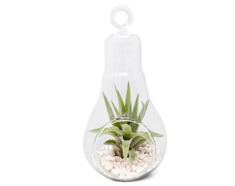 Lightbulb Shaped Hanging Glass Terrarium with White Pebbles and Tillandsia Air Plant - Fast FREE Shipping - 30 Day Guarantee