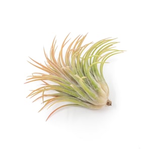 5 Pack - Air Plant - Large Ionantha Rubra - Set of 5 - Fast FREE Shipping - 30 Day Guarantee - Air Plants for Sale