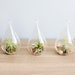 Hanging Air Plant Terrariums -  Set of 3 Airy Teardrop Designs - Fast FREE Shipping - 30 Day Guarantee - Air Plants for Sale 