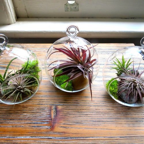 12 Hanging Air Plant Terrariums Stunning Glass Terrariums Etsy