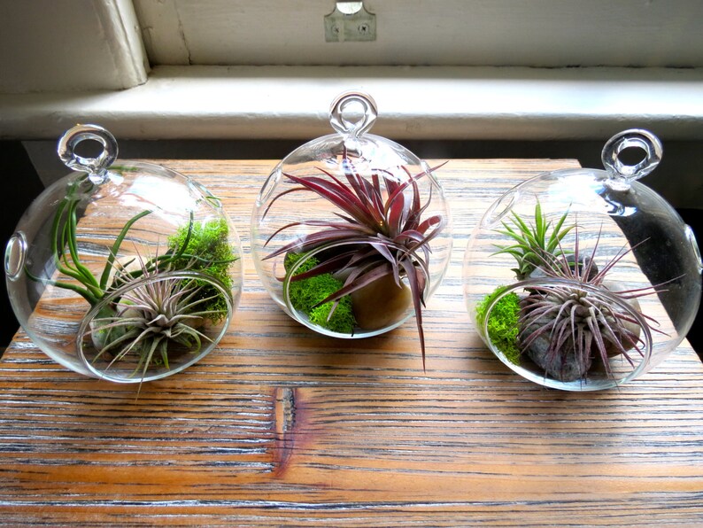 12 Hanging Air Plant Terrariums Stunning Glass Terrariums Etsy