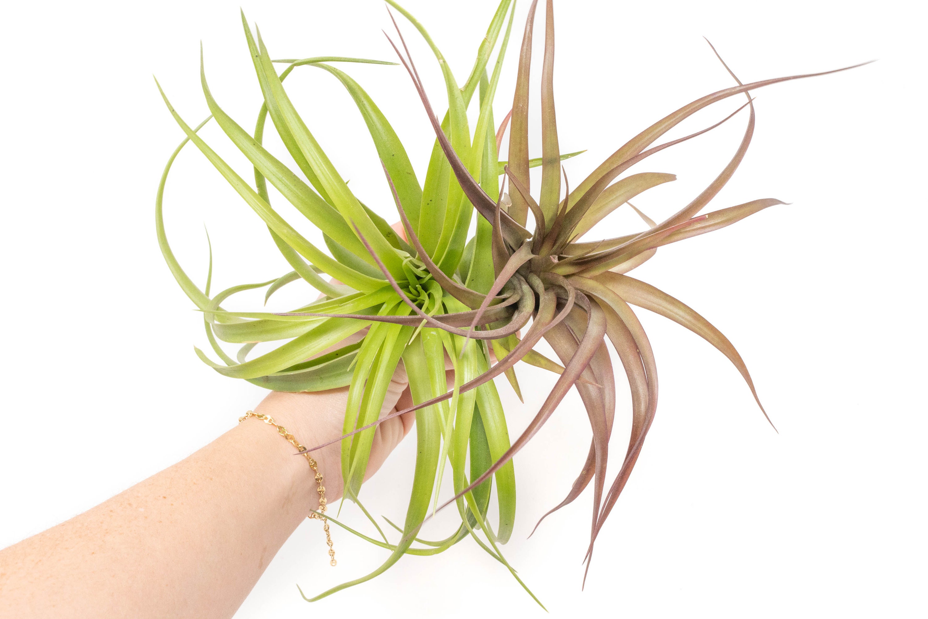 Air Plant - XL Green Abdita Brachycaulos Air Plants - Value Pack ...