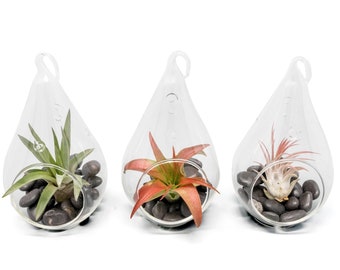 Hanging Air Plant Terrariums - The 3 Red Hots - Wonderful Glass Terrariums - Fast FREE Shipping - 30-Day Guarantee - Air Plants for Sale