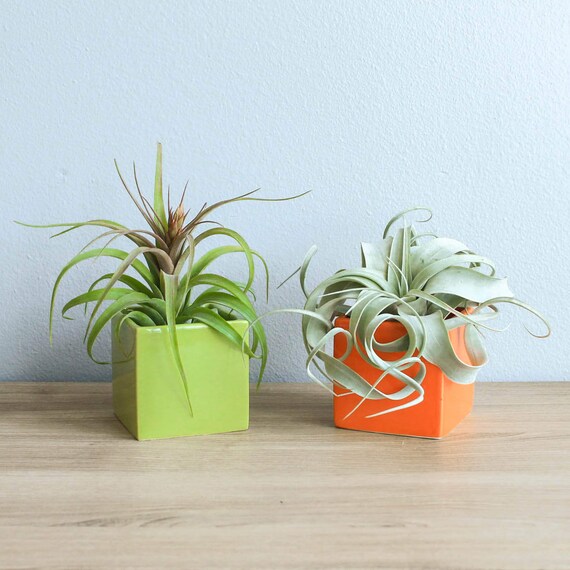 Air Plant Supply Co Signature Air Plant Containers With Air Etsy