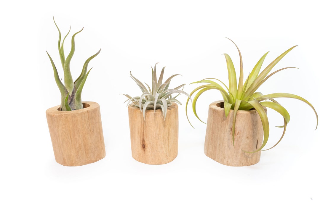 Set of 3 Large Driftwood Air Plant Containers With Custom Air Etsy
