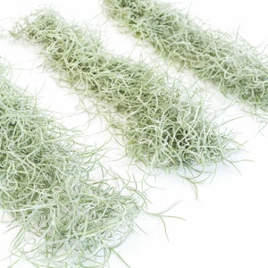 May include: Three strands of dried, light green Spanish moss, arranged in parallel lines on a white background.