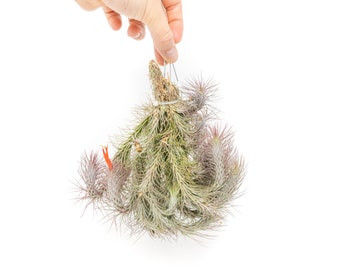 Air Plant - Rare Funckiana Cluster Air Plants - Fast FREE Shipping - 30 Day Guarantee - Air Plants for Sale