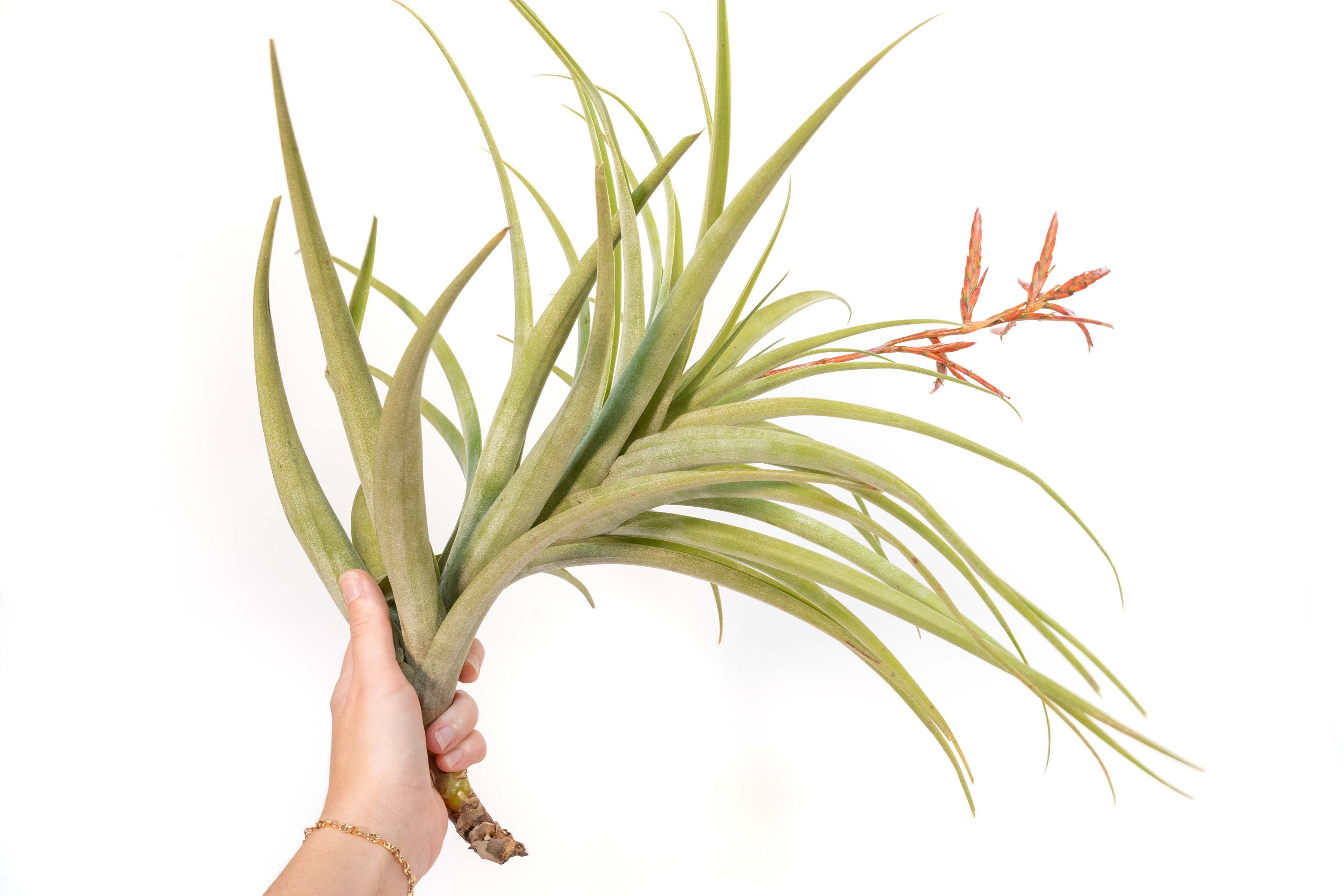 Tillandsia Latifolia Air Plant - Fast FREE Shipping - 30 Day