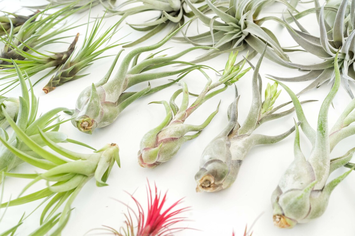 48 Air Plants Wholesale ReSeller Pack Set of 33 Large Etsy