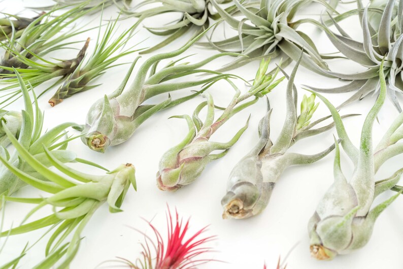 48 Air Plants Wholesale Reseller Pack Set of 33 Large Etsy