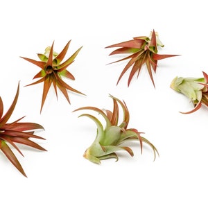 May include: Five air plants with green and red leaves are arranged on a white background. The plants have a star-like shape with long, pointed leaves. The leaves transition from green to a reddish-brown color.