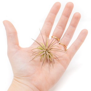 12 Air Plants Wholesale - Ionantha Fuego - Set of 12 Air Plants - Fast FREE Shipping - 30 Day Guarantee - Air Plants Bulk