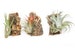 3 Cork Bark Chunks with Assorted plants  - Fast FREE Shipping - 30 Day Guarantee 