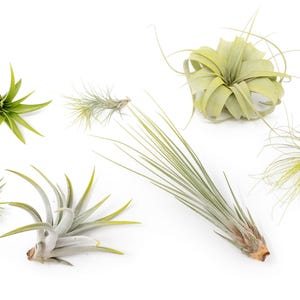 May include: A collection of six air plants, also known as tillandsia, in various shapes and sizes. The plants are arranged on a white background.
