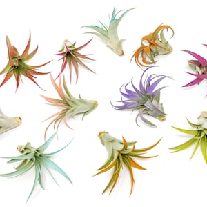 Color Enhanced - Tillandsia Abdita Brachycaulos Air Plants - Colorful - 30 Day Guarantee - Fast Free Shipping