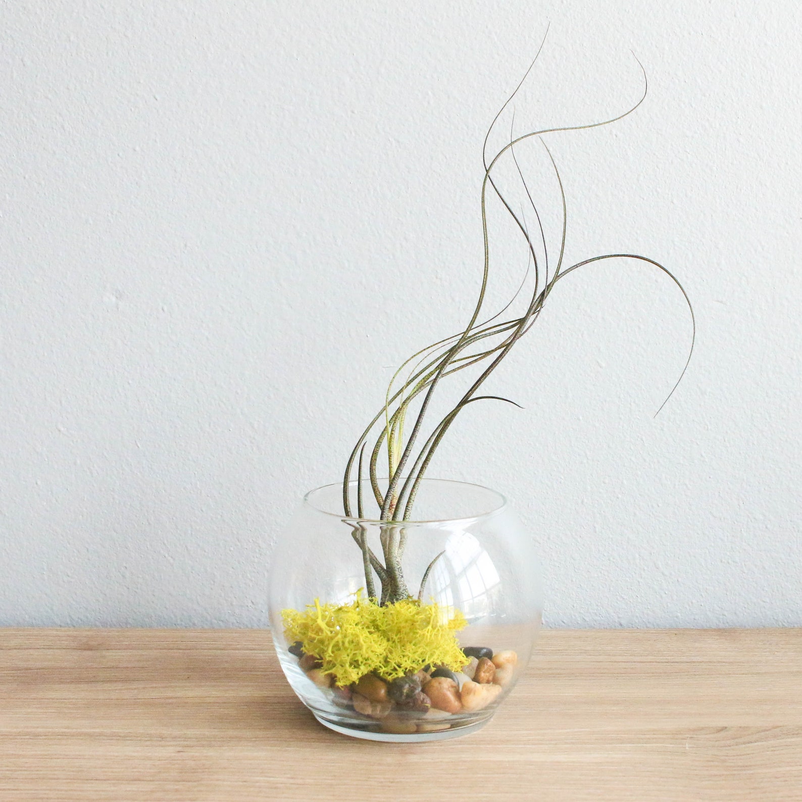 12 Bubble Terrariums Air Plants in Glass Terrariums Bulk / Etsy