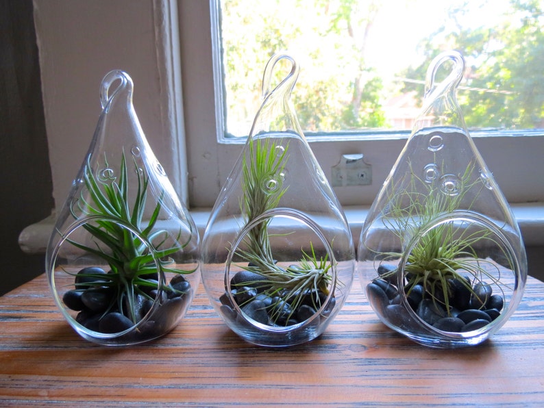 Fast FREE Shipping Set of 3 Funky Teardrop Designs 30 Day Guarantee Hanging Air Plant Terrariums Air Plants for Sale