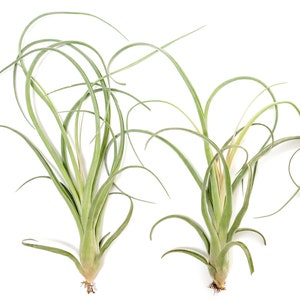 May include: Two air plants with long, slender, light green leaves. The leaves curve and arch gracefully, creating a dynamic and natural appearance. The plants have a bulbous base and small roots, set against a clean white background.