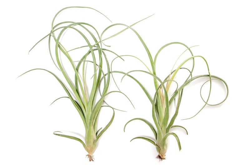 May include: Two air plants with long, slender, light green leaves. The leaves curve and arch gracefully, creating a dynamic and natural appearance. The plants have a bulbous base and small roots, set against a clean white background.