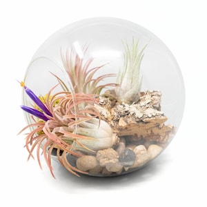 K&ouml;nnte beinhalten: Ein gl&auml;sernes Kugelterrarium mit verschiedenen Luftpflanzen, kleinen Steinen und Rindenst&uuml;cken. Die Luftpflanzen sind gr&uuml;n, rosa und lila.