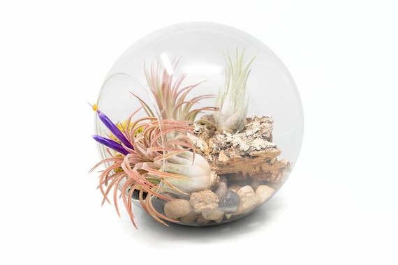 Large Double Open End Glass Terrarium with 3 Tillandsia Ionantha Air Plants - Fast FREE Shipping - 30 Day Guarantee