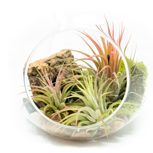 K&ouml;nnte beinhalten: Ein gl&auml;sernes Terrarium mit verschiedenen Luftpflanzen, darunter eine rosa-gr&uuml;ne Luftpflanze, eine gr&uuml;ne Luftpflanze und gr&uuml;nes Moos. Das Terrarium ist mit kleinen Steinen und einem St&uuml;ck Rinde gef&uuml;llt.