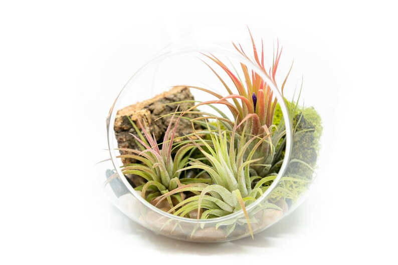 K&ouml;nnte beinhalten: Ein gl&auml;sernes Terrarium mit verschiedenen Luftpflanzen, darunter eine rosa-gr&uuml;ne Luftpflanze, eine gr&uuml;ne Luftpflanze und gr&uuml;nes Moos. Das Terrarium ist mit kleinen Steinen und einem St&uuml;ck Rinde gef&uuml;llt.
