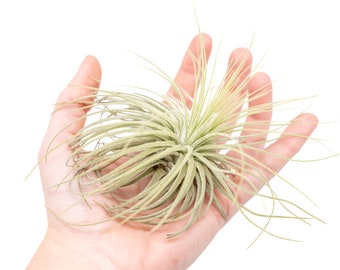 5 Pack - Air Plant - Tillandsia Magnusiana Air Plants - Set of 5 - Fast FREE Shipping - 30 Day Guarantee - Air Plants for Sale