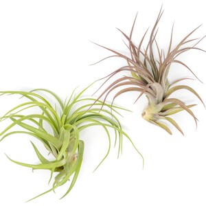 May include: Two air plants on a white background. One plant is green with long, slender leaves. The other plant has reddish-brown leaves and a bulbous base. The plants are a popular choice for home decor.