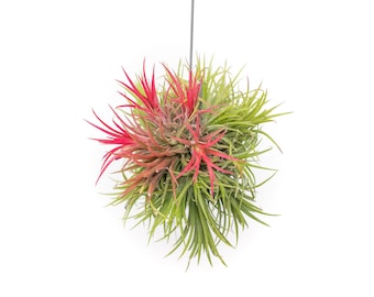 Tillandsia Ionantha Fuego Hanging Clusters with Wire Hook - Fast FREE Shipping - 30 Day Guarantee - Air Plants for Sale