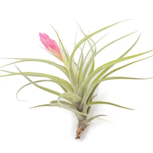 Air Plant Sticta Softleaf Fast FREE Shipping 30 Day Guarantee Air Plants for Sale image 1