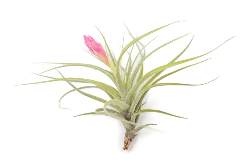 Air Plant Sticta Softleaf Fast FREE Shipping 30 Day Guarantee Air Plants for Sale image 1
