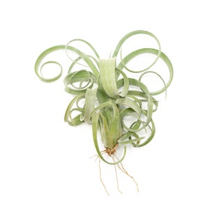 Air Plant - Tillandsia Curly Slim - Fast FREE Shipping - 30 Day Guarantee - Air Plants for Sale