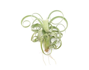 Tillandsia Curly Slim Air Plant - Fast FREE Shipping - 30 Day Guarantee