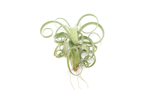 Tillandsia Curly Slim Air Plant - Fast FREE Shipping - 30 Day Guarantee