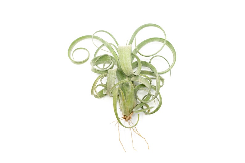 May include: An air plant, Tillandsia, is shown against a white backdrop. The plant features long, curling, pale green leaves and a small base with visible roots. The leaves have a textured appearance.
