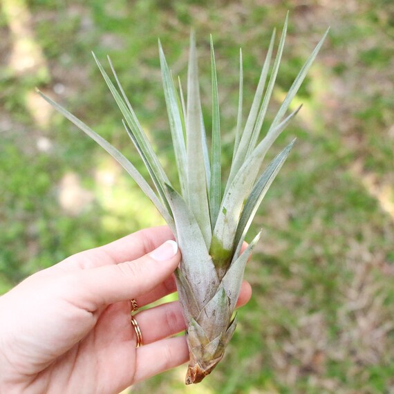 5 Pack Large Air Plants Fasciculata Tricolor Big 8 To 12 Etsy