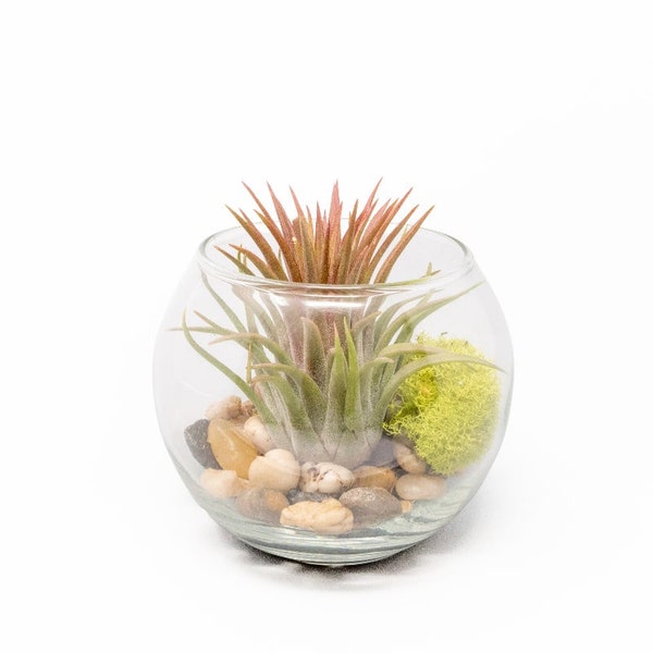 Glass Terrarium with Air Plants - Large Ionantha Rubra - Gorgeous Blooms - Fast FREE Shipping - 30 Day Guarantee - Air Plant Terrarium